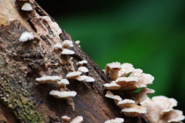 taze mantar ot ve vejetaryen taze ormandaki