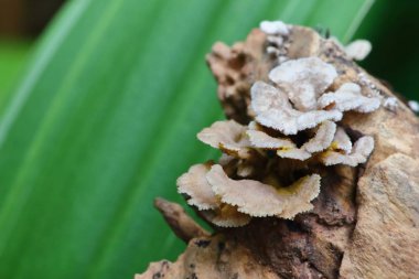 taze mantar ot ve vejetaryen taze ormandaki
