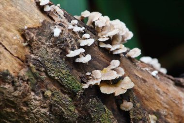 taze mantar ot ve vejetaryen taze ormandaki