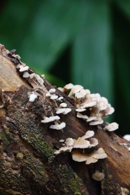 taze mantar ot ve vejetaryen taze ormandaki