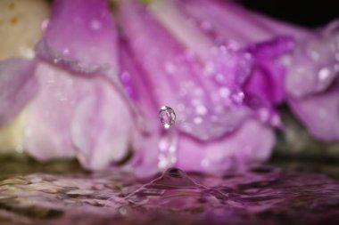 güzel taze damla su arka plan üzerinde taze doğada