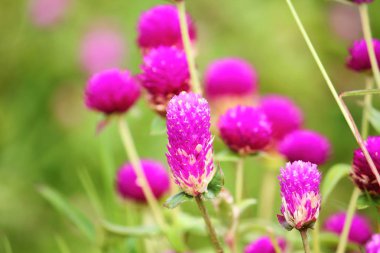 güzel küre Mor çiçek taze zemin üzerine doğada