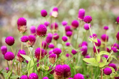 güzel küre Mor çiçek taze zemin üzerine doğada