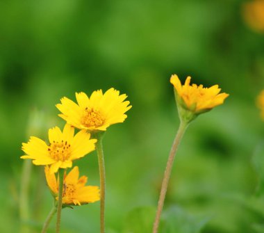 güzel Singapur dailsy çiçekler taze bahçe zemin üzerine