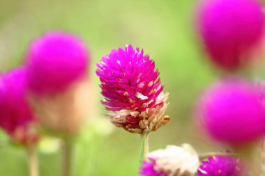 güzel küre Mor çiçek taze zemin üzerine doğada