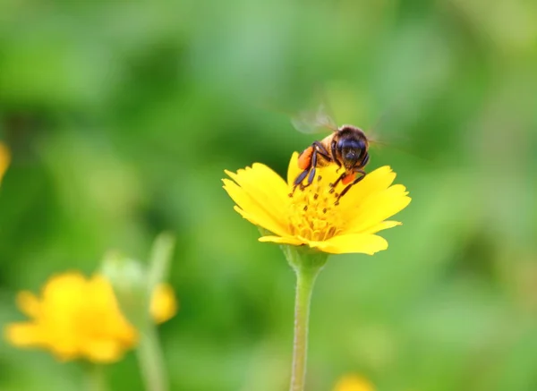 Bee Beautiful Fresh Flower Garden Background — Stock Photo, Image