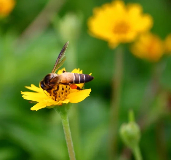 Vackra Blommor Trädgården Bakgrund — Stockfoto