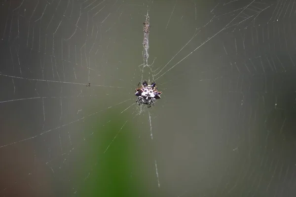 Ragno Pericolo Natura Fresca Con Insetto Nella Fauna Selvatica — Foto Stock