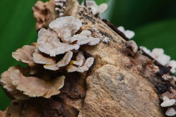 Frisches Pilzkraut Und Vegetarier Frischen Wald — Stockfoto