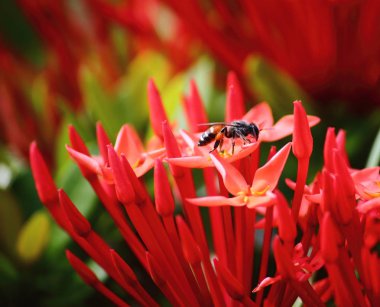 güzel kırmızı spike çiçek arka plan üzerinde taze doğada