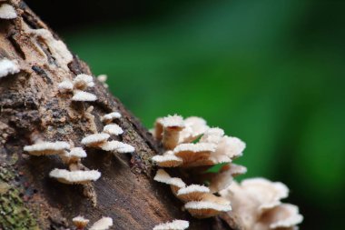 taze mantar ot ve vejetaryen taze ormandaki