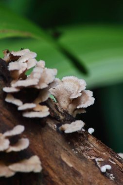taze mantar ot ve vejetaryen taze ormandaki