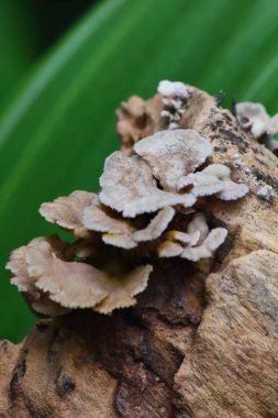 taze mantar ot ve vejetaryen taze ormandaki