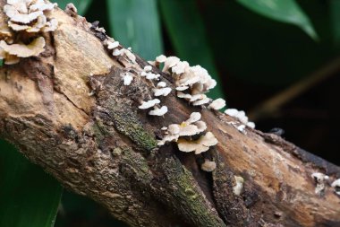 taze mantar ot ve vejetaryen taze ormandaki