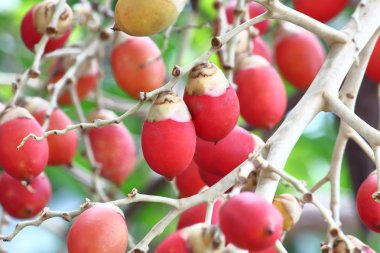 taze kırmızı palmiye meyve bahçesindeki palmiye ağacı üzerinde