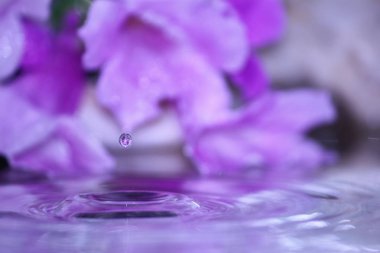 güzel taze damla su arka plan üzerinde taze doğada