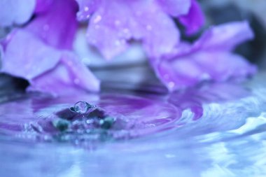 güzel taze damla su arka plan üzerinde taze doğada