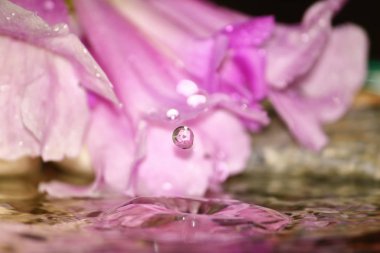 güzel taze damla su arka plan üzerinde taze doğada