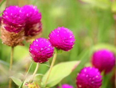 güzel küre Mor çiçek taze zemin üzerine doğada