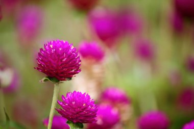 güzel küre Mor çiçek taze zemin üzerine doğada
