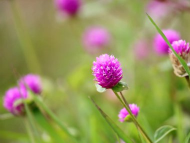 güzel küre Mor çiçek taze zemin üzerine doğada