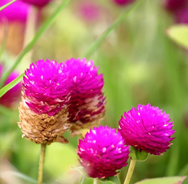 güzel küre Mor çiçek taze zemin üzerine doğada