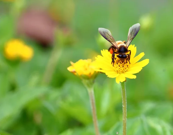 Abeja Hermosa Flor Fresca Jardín Fondo —  Fotos de Stock