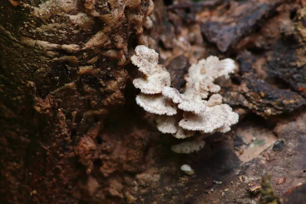 fresh mushroom herb and vegetarian in fresh forest