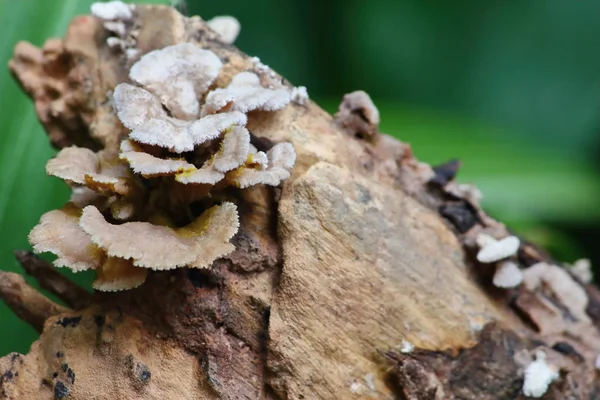 taze mantar ot ve vejetaryen taze ormandaki