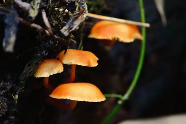 Frisches Pilzkraut Und Vegetarier Frischen Wald — Stockfoto