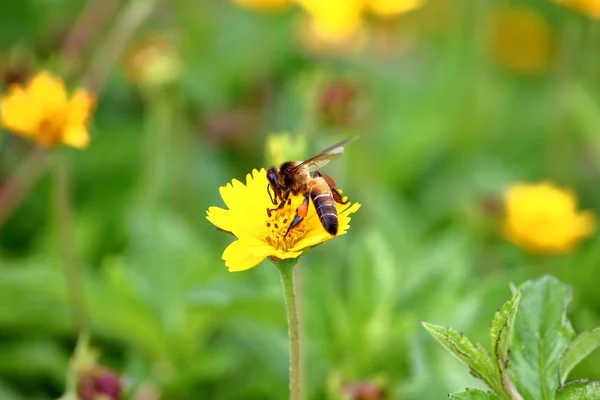 Abeja Hermosa Flor Fresca Jardín Fondo —  Fotos de Stock