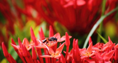 güzel kırmızı spike çiçek arka plan üzerinde taze doğada