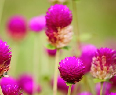 güzel küre Mor çiçek taze zemin üzerine doğada