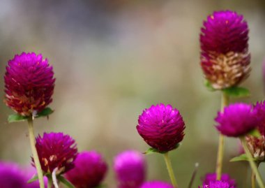 güzel küre Mor çiçek taze zemin üzerine doğada