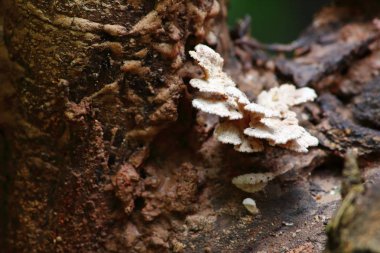 taze mantar ot ve vejetaryen taze ormandaki