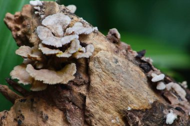 taze mantar ot ve vejetaryen taze ormandaki