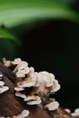 taze mantar ot ve vejetaryen taze ormandaki