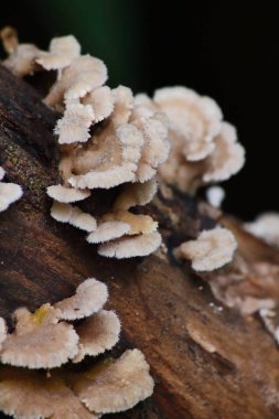 taze mantar ot ve vejetaryen taze ormandaki