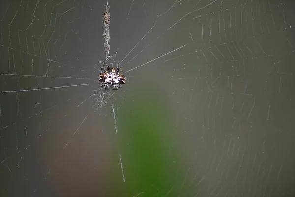 Ragno Pericolo Natura Fresca Con Insetto Nella Fauna Selvatica — Foto Stock