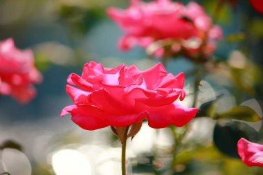 Bahçede açan ağaçlarda güzel gül