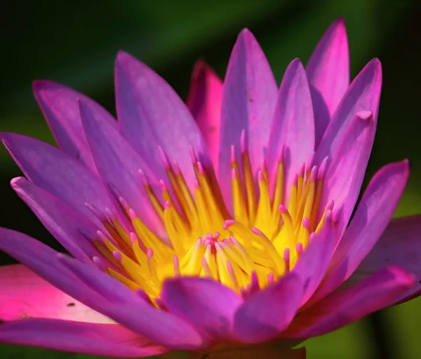 Close up beautiful single blooming purple lotus — Stock Photo, Image