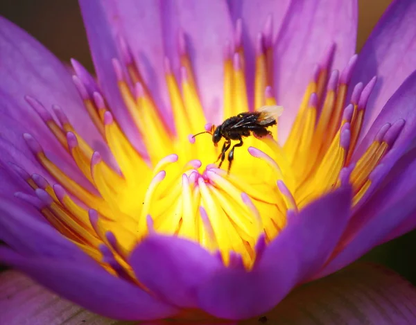 Närbild vackra enda blommande lila Lotus — Stockfoto