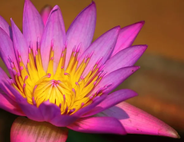 Close up beautiful single blooming purple lotus — Stock Photo, Image