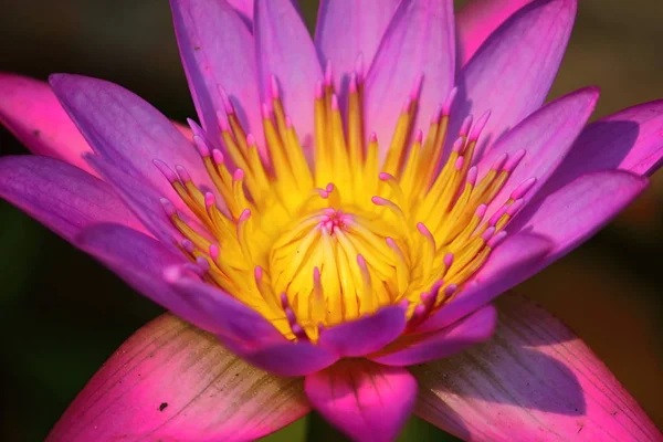 Close up beautiful single blooming purple lotus — Stock Photo, Image