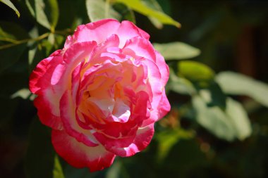 Bahçede açan ağaçlarda güzel gül