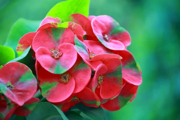 Doğada dikenler çiçek Euphorbia milli taç