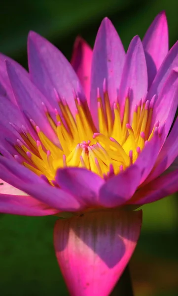 Close up beautiful single blooming purple lotus — Stock Photo, Image