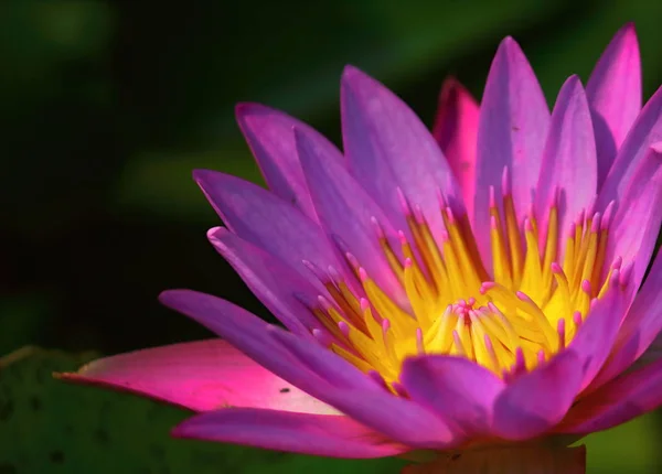 Nahaufnahme schöner einzelner blühender lila Lotus — Stockfoto