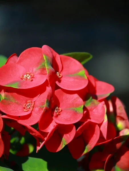 Doğada taze dikenlerin Euphorbia milli taç — Stok fotoğraf