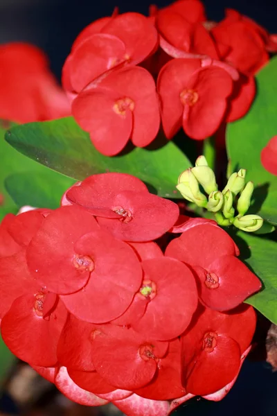 Euphorbia milli kroon van doornen bloem in de natuur — Stockfoto